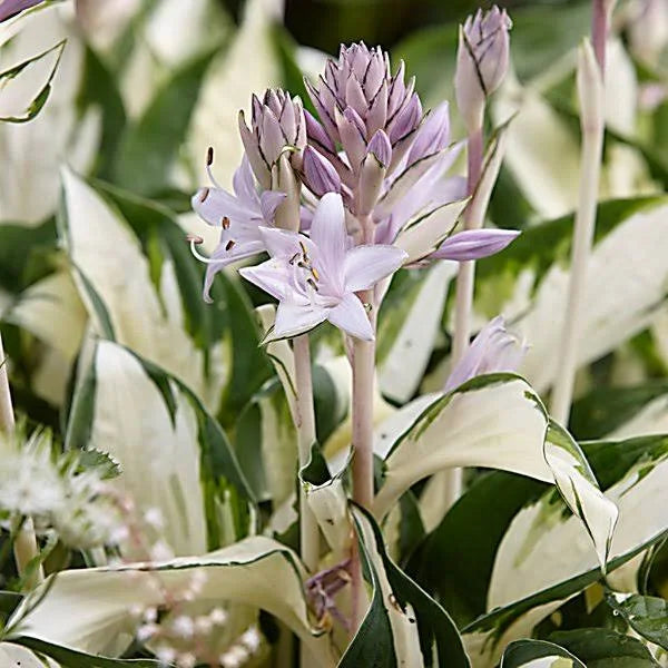 Hosta Fire & Ice 2 gal.