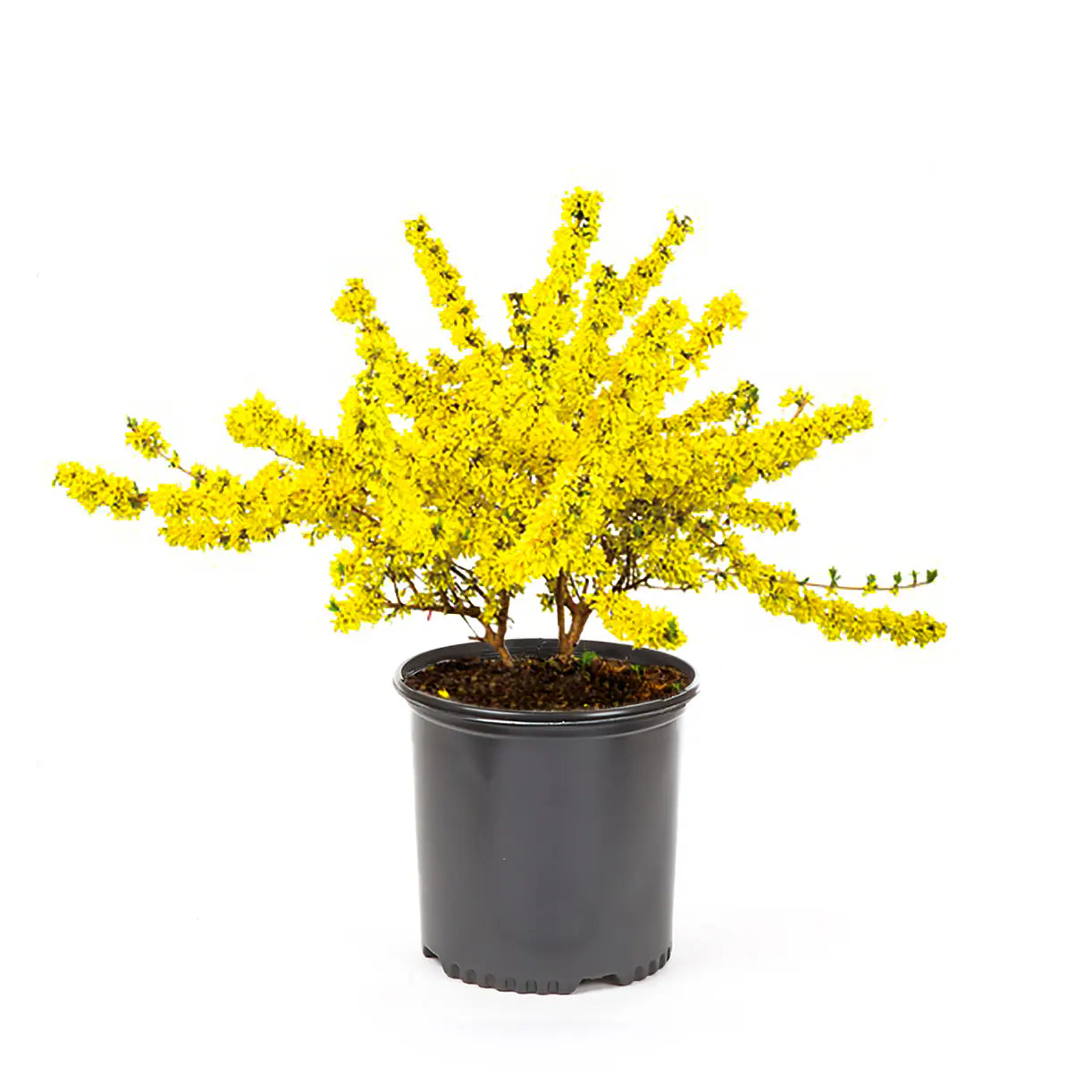 Forsythia Lynwood Gold - 12" 1 gallon