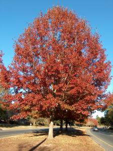 Red Oak - 2/2.5inch