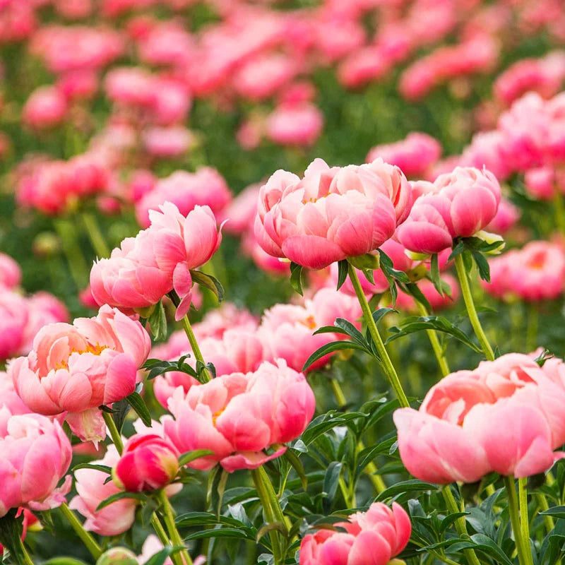 Peony Coral Charm 2gal