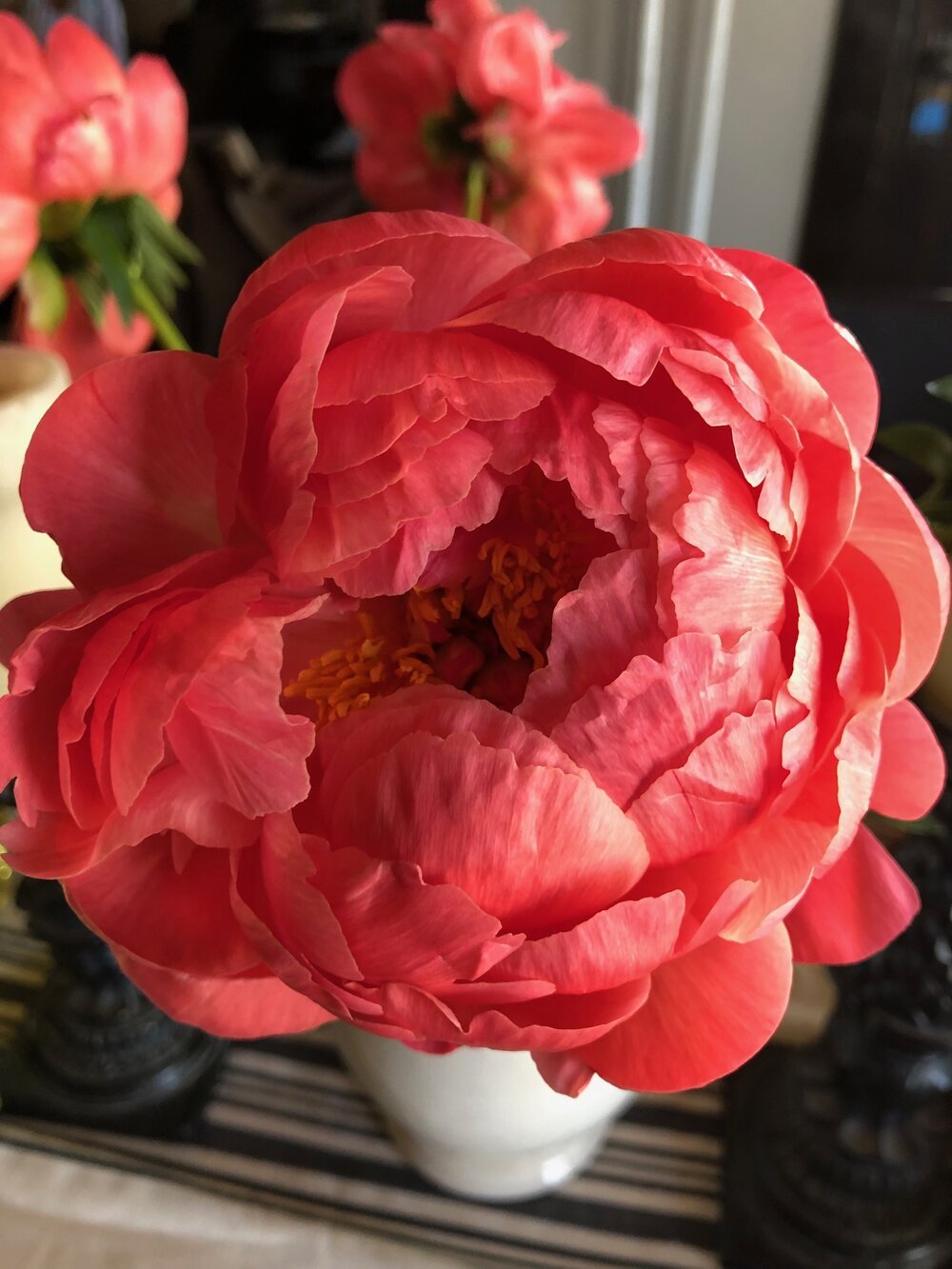 Peony Coral Charm 2gal