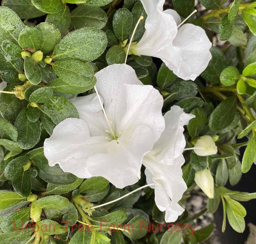 Azalea Encore Autumn Dove - 3 gal