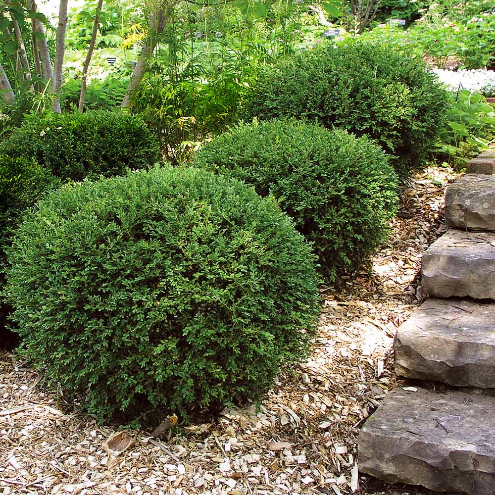 Boxwood Wintergreen 3 gal