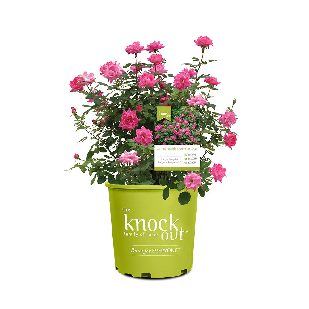 Shrub Rose Double Pink Knock Out 3g