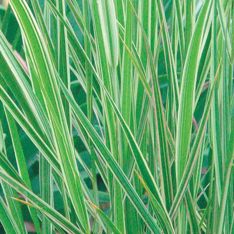 Calamagrostis 'Overdam' (Variegated Feather Reed Grass) – 3 Gallon