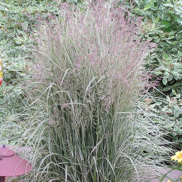 Calamagrostis 'Overdam' (Variegated Feather Reed Grass) – 3 Gallon