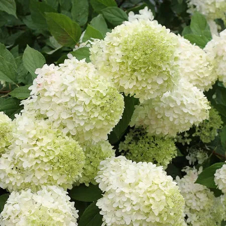 Hydrangea Limelight PW (3 Gallon)