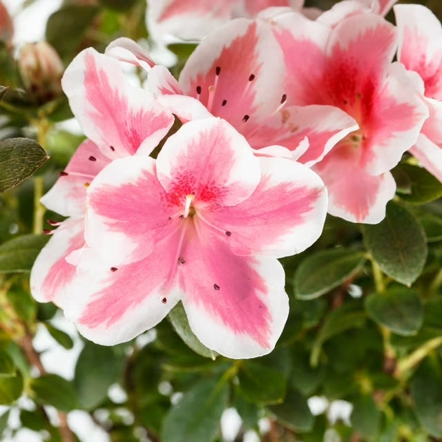 Azalea 'Conversation Piece' - 2 Gal