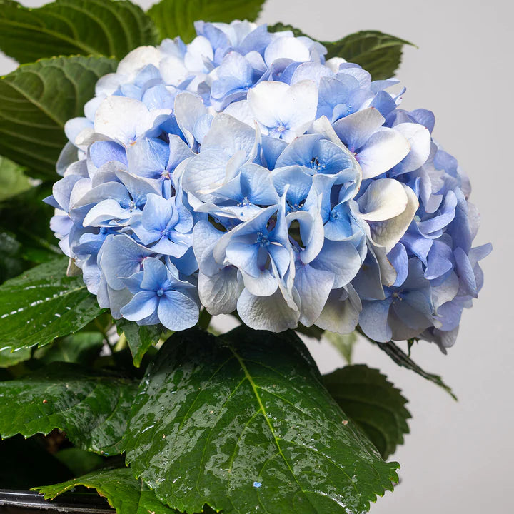 Hydrangea Nikko Blue (3 Gallon)