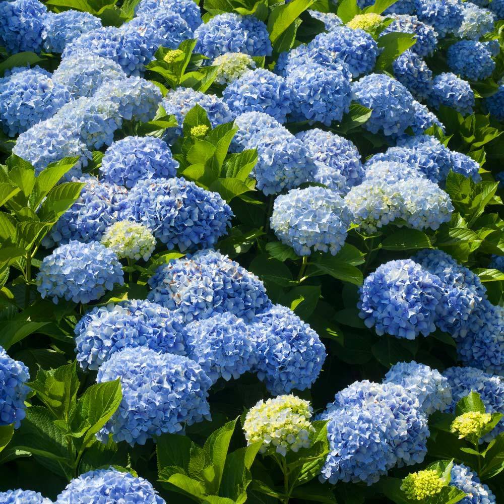 Hydrangea Nikko Blue (3 Gallon)