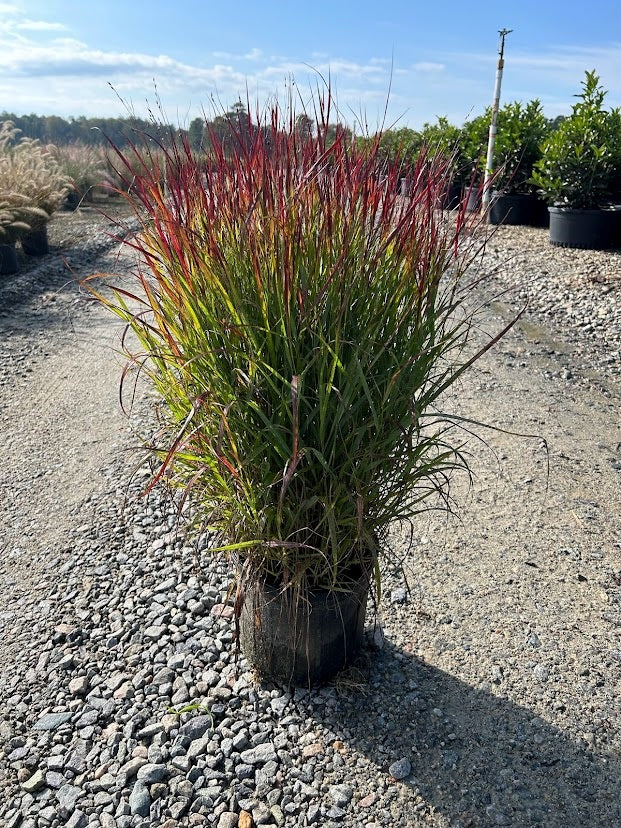 Shenandoah Switch Grass (Panicum virgatum 'Shenandoah') – 3 Gallon