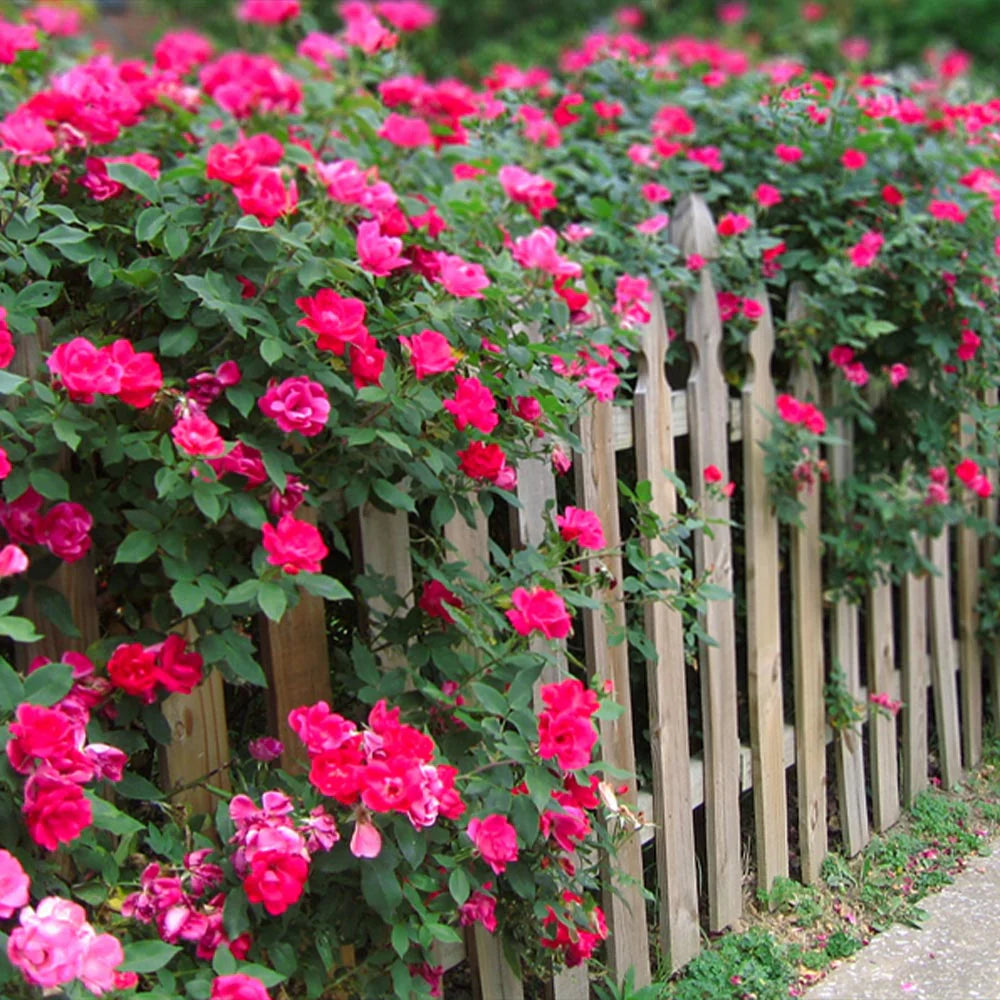 Shrub Rose Double Pink Knock Out 3g