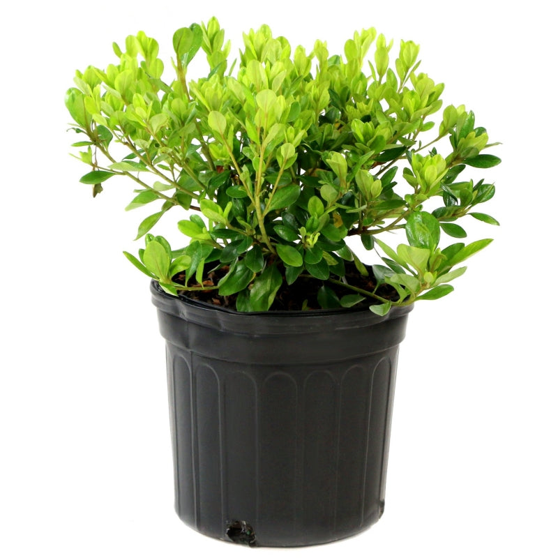 Azalea Delaware Valley 3 gal.