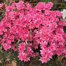 Azalea Tradition 3 gal