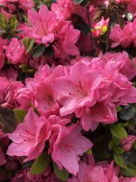 Azalea Tradition 3 gal