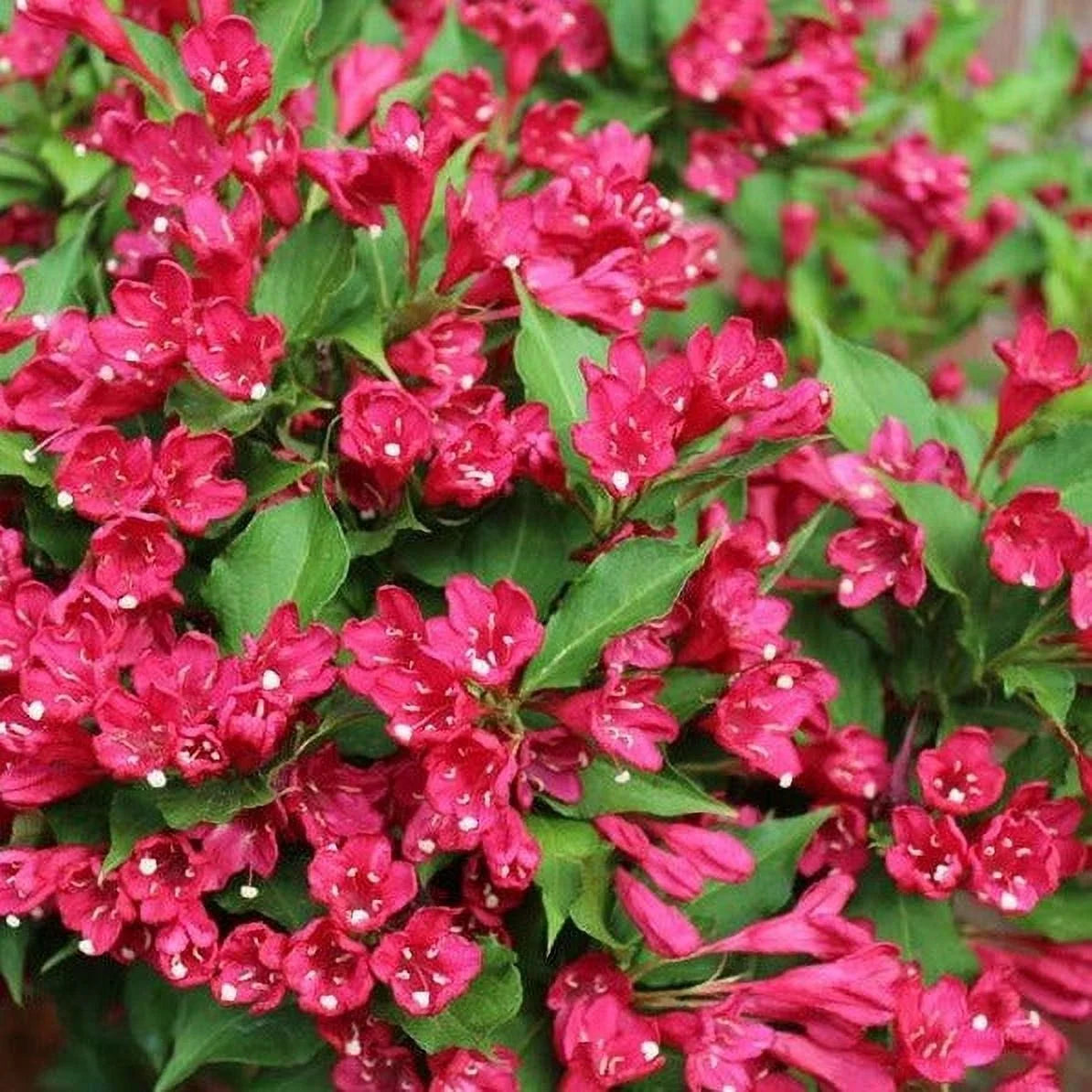 Weigela Sonic Bloom® Red (Proven Winners®) – 3 Gallon