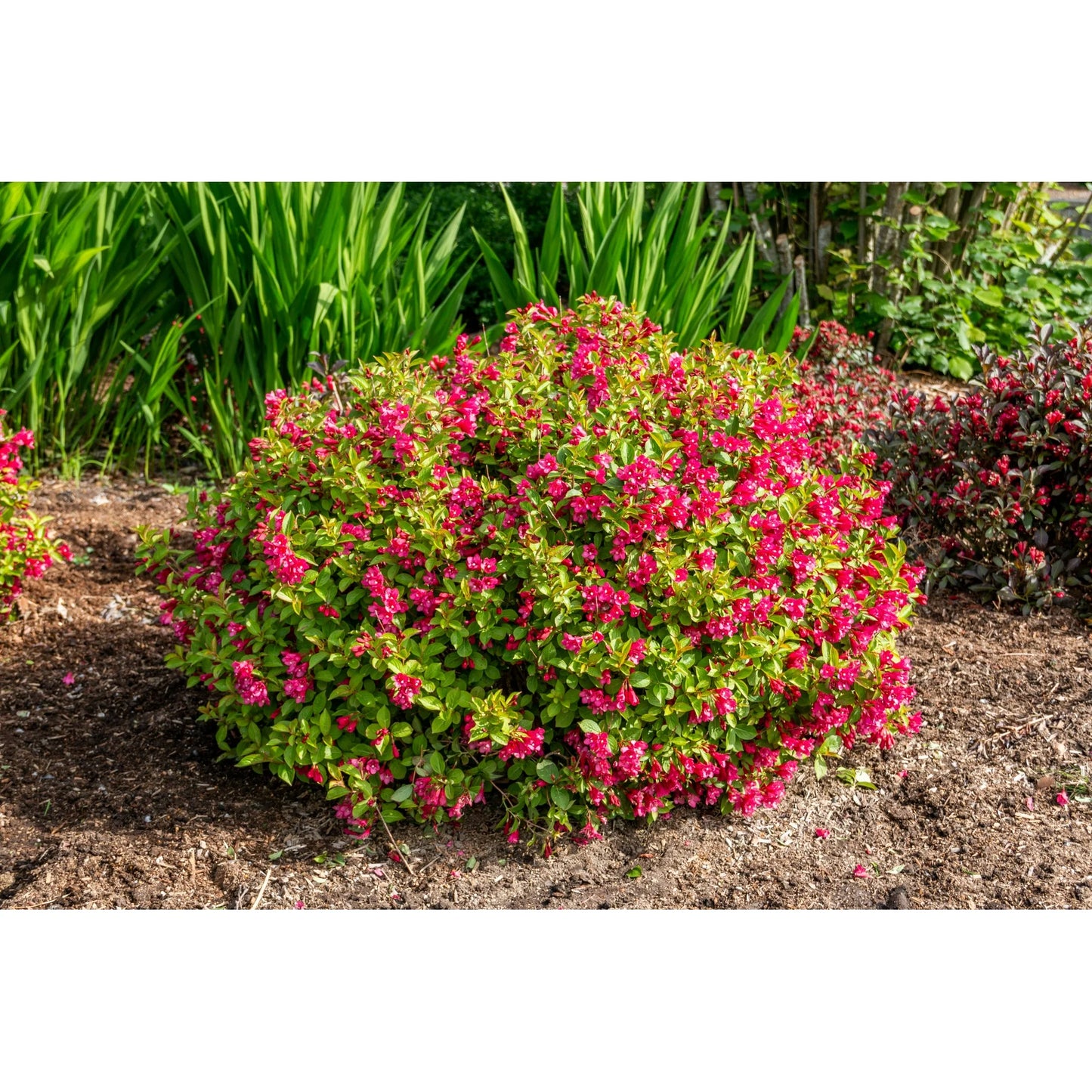 Weigela Sonic Bloom® Red (Proven Winners®) – 3 Gallon