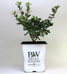 Azalea Perfecto Mundo Dbl White PW 3g
