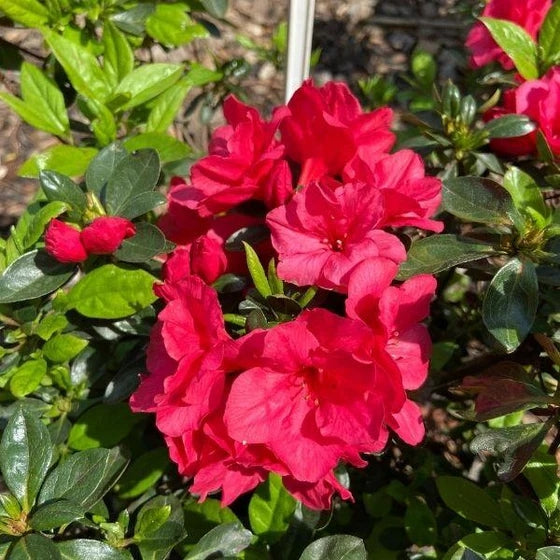 Azalea Hershey Red - 3 Gal