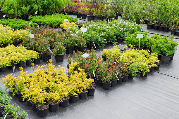 Nursery stock