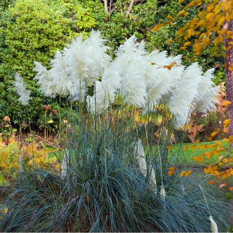 Cortaderia Dwarf Pompas 3 gal