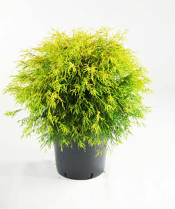 Cypress Gold Thread 3 gal.
