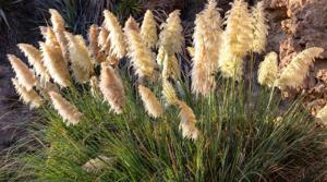 Cortaderia Dwarf Pompas 3 gal