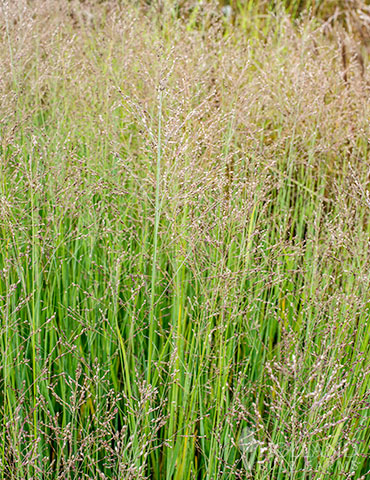 Pannicum Heavy Metal Switch Grass 3g