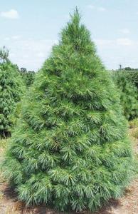 White Pine (Eastern White Pine)