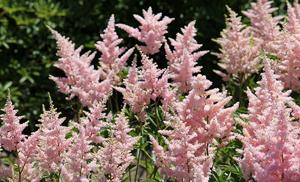 Astilbe Visions Pink 2g