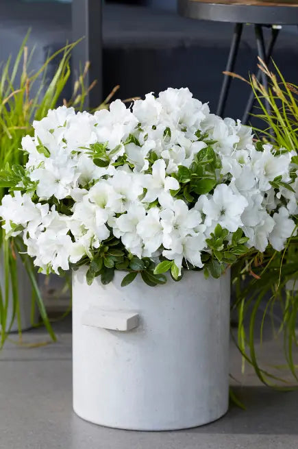 Azalea Encore Autumn Dove - 3 gal