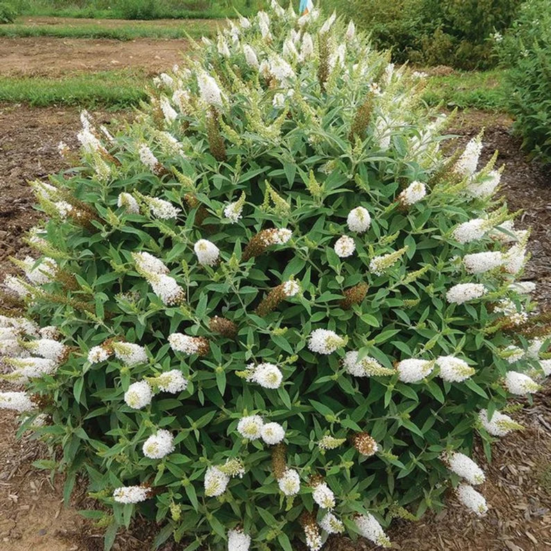 Buddleia White Profusion - 3 gal