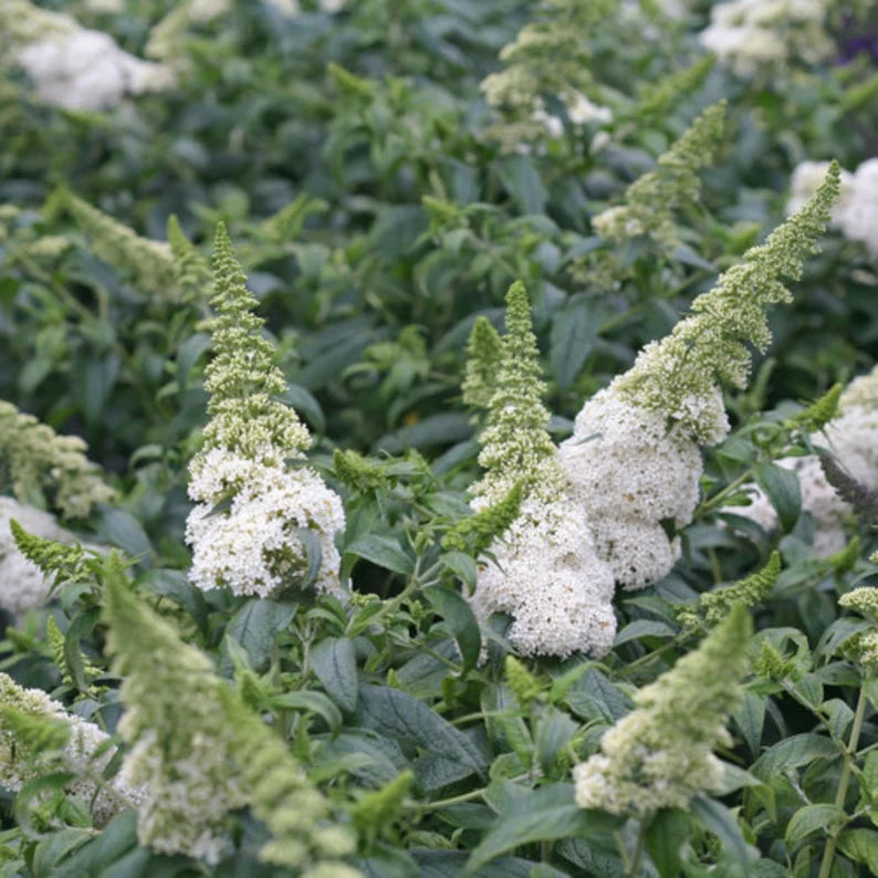 Buddleia White Profusion - 3 gal