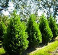 Cypress Green Leyland 3 gal