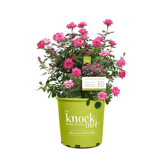 Shrub Rose Double Pink Knock Out 3g