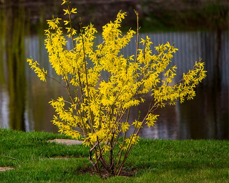 Forsythia Lynwood Gold - 5-6' tal
