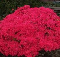 Hino Crimson Azalea 3 Gal