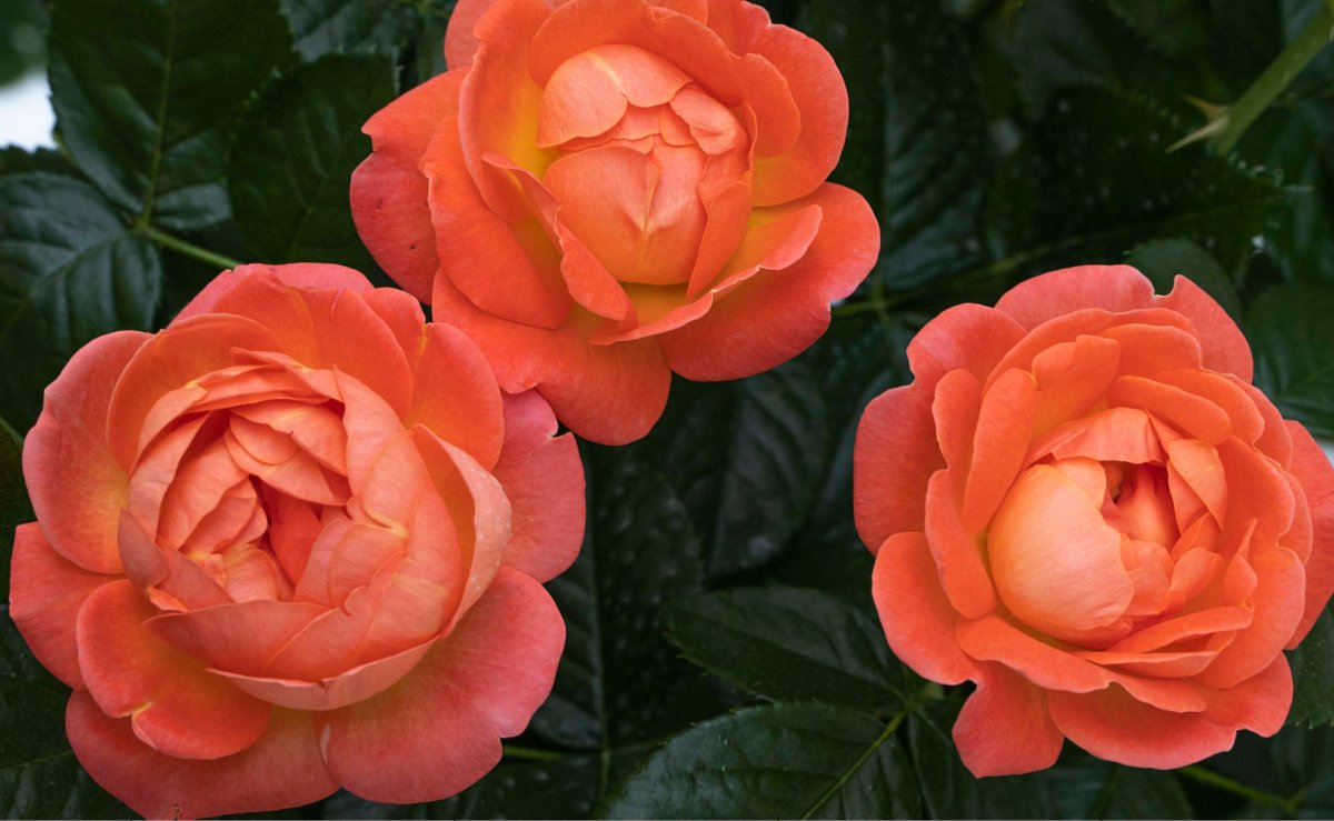 Shrub Rose Orange Glow Knock Out® (3 Gallon)