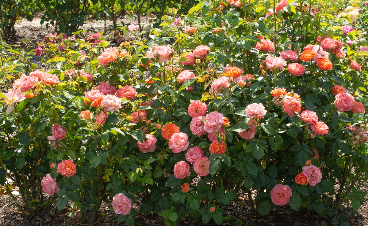Shrub Rose Orange Glow Knock Out® (3 Gallon)