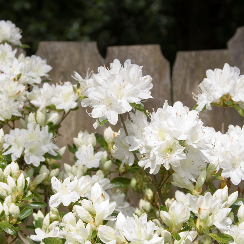 Azalea Delaware Valley 3 gal.