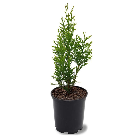 Arborvitae Green Giant