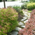 Spirea Neon Flash (3 Gallon)
