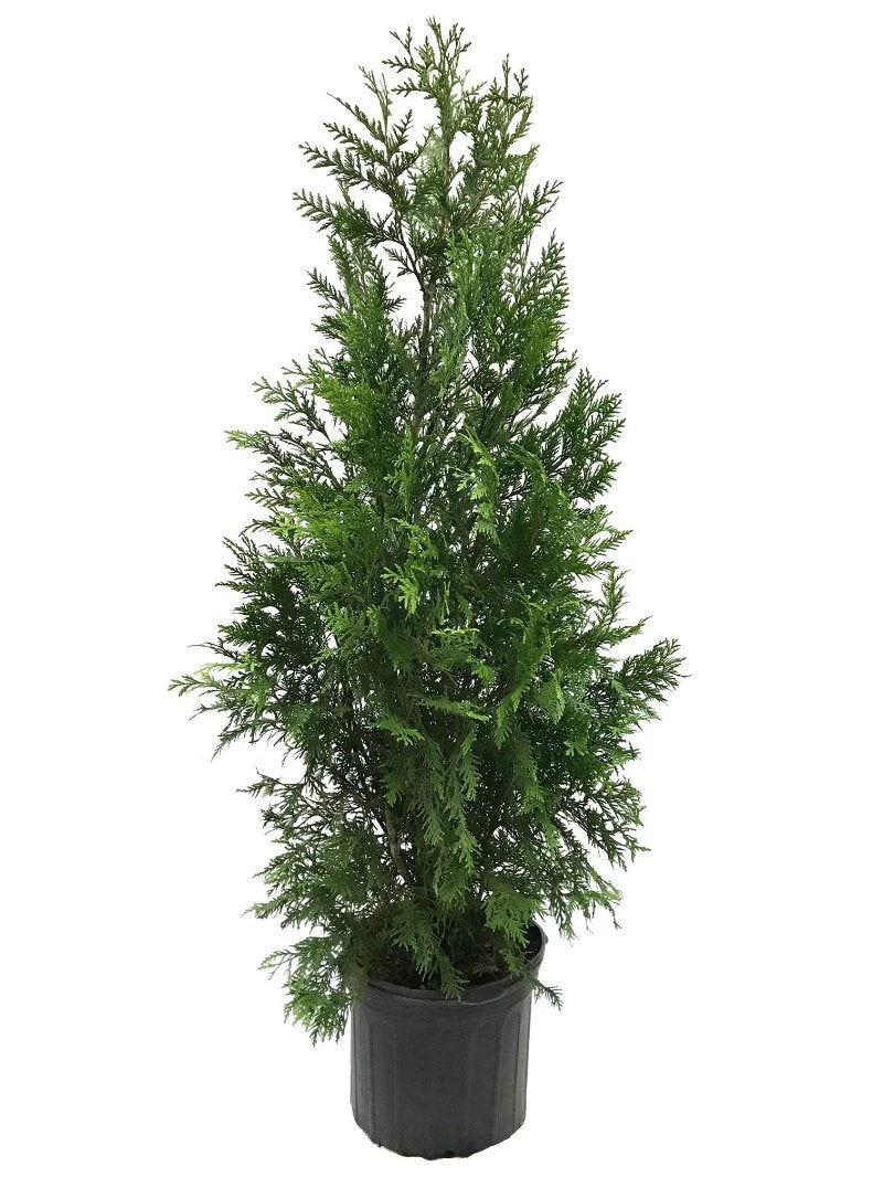 Arborvitae Green Giant