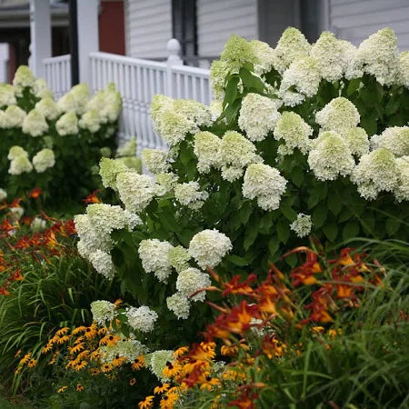 Hydrangea Limelight PW (3 Gallon)